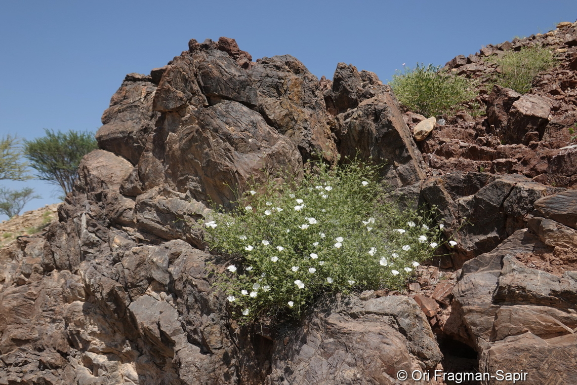 Convolvulus virgatus  Convolvulus virgatus,Geotagged,United Arab Emirates,Winter