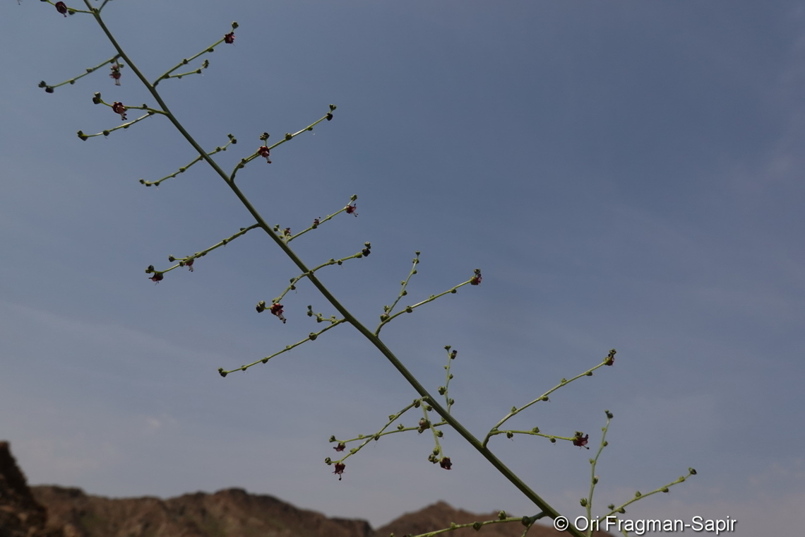 Scrophularia deserti  Geotagged,Scrophularia deserti,Scrophularia desertorum,United Arab Emirates,Winter