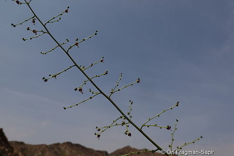 Scrophularia deserti  Geotagged,Scrophularia deserti,Scrophularia desertorum,United Arab Emirates,Winter