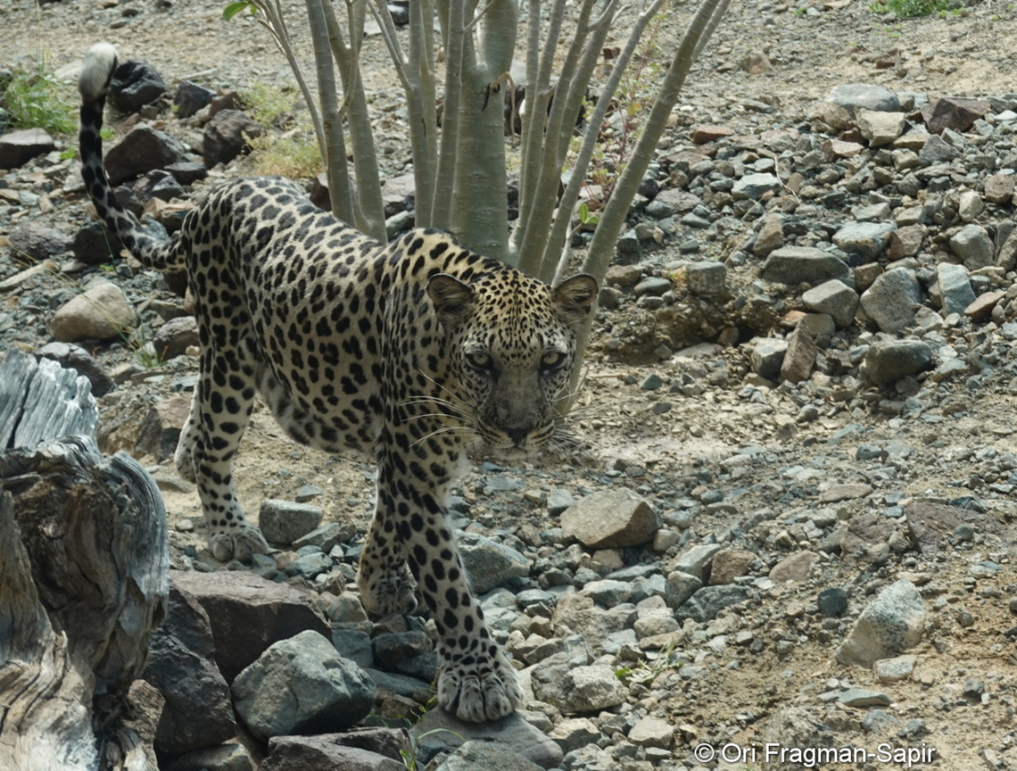 Arabian leopard  Arabian leopard,Cigaritis acamas,Panthera pardus nimr,Tawny silverline