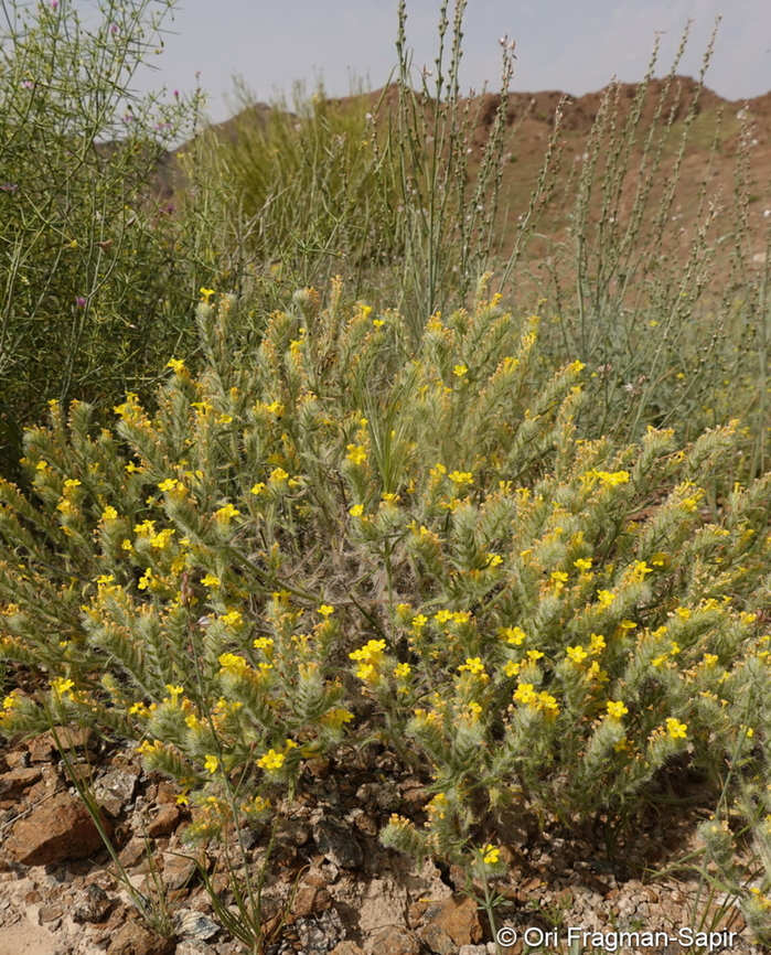 Arnebia hispidissima  Arnebia hispidissima,Geotagged,United Arab Emirates,Winter