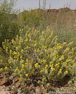 Arnebia hispidissima  Arnebia hispidissima,Geotagged,United Arab Emirates,Winter