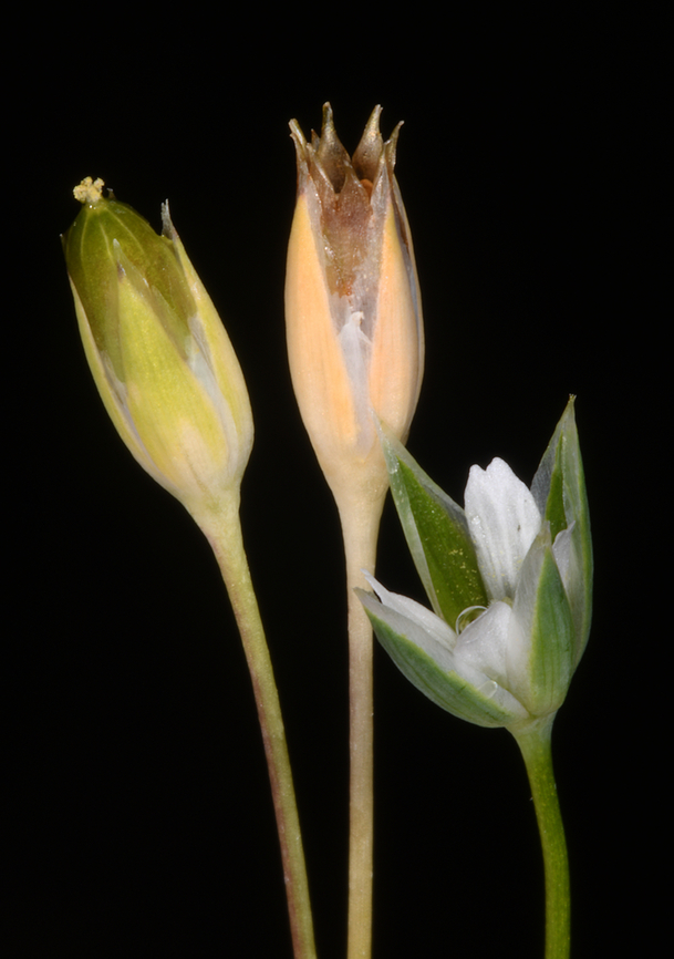Moenchia erecta  Geotagged,Israel,Moenchia erecta,Upright Chickweed,Winter