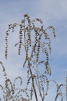 Vitex agnus-castus  Geotagged,Israel,Vitex,Vitex agnus-castus,Winter