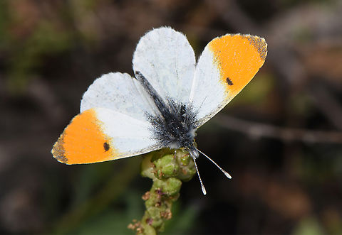 Anthocharis cardamines  Anthocharis cardamines,Geotagged,Israel,Orange tip,Winter