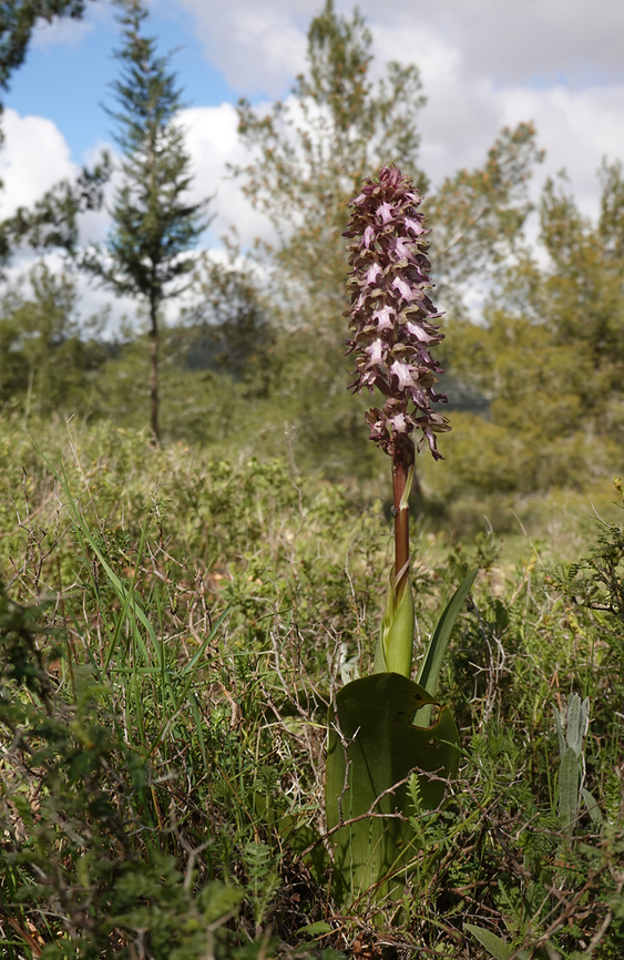 Himantoglossum robertianum A new plant for Israel Geotagged,Himantoglossum robertianum,Israel,Robert's Orchid,Winter