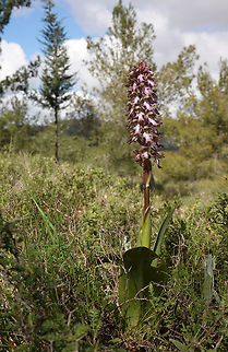 Himantoglossum robertianum A new plant for Israel Geotagged,Himantoglossum robertianum,Israel,Robert's Orchid,Winter