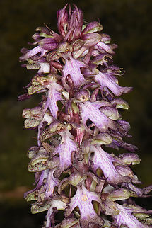 Himantoglossum robertianum A new plant for Israel Geotagged,Himantoglossum robertianum,Israel,Robert's Orchid,Winter