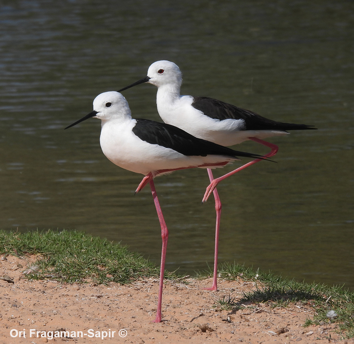Himantopus himantopus  Black-winged stilt,Geotagged,Himantopus himantopus,United Arab Emirates,Winter