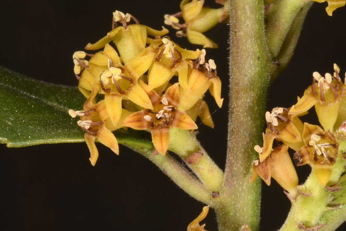 Rhamnus alaternus  Mediterranean buckthorn,Rhamnus alaternus