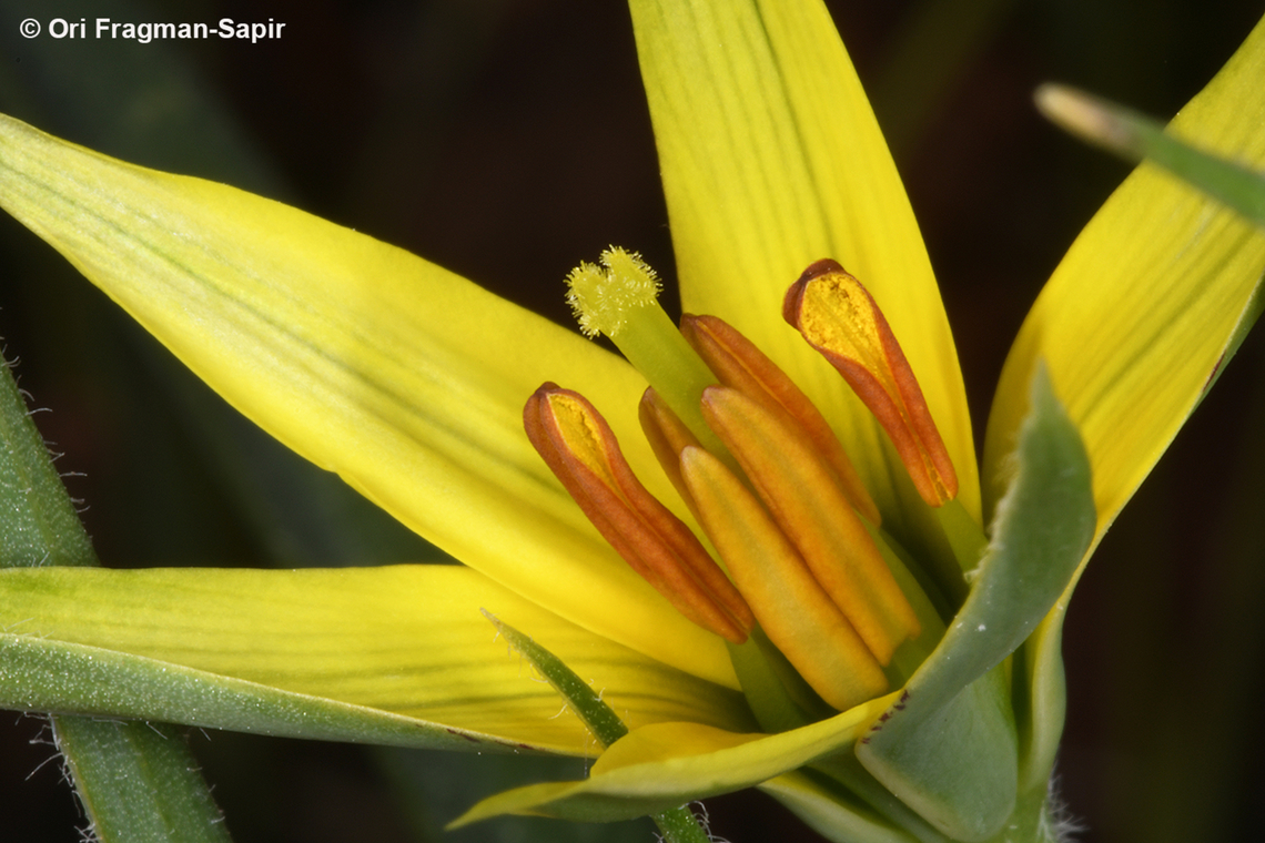 Gagea commutata  Gagea commutata