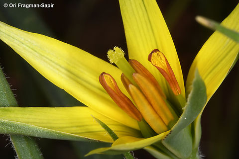 Gagea commutata  Gagea commutata