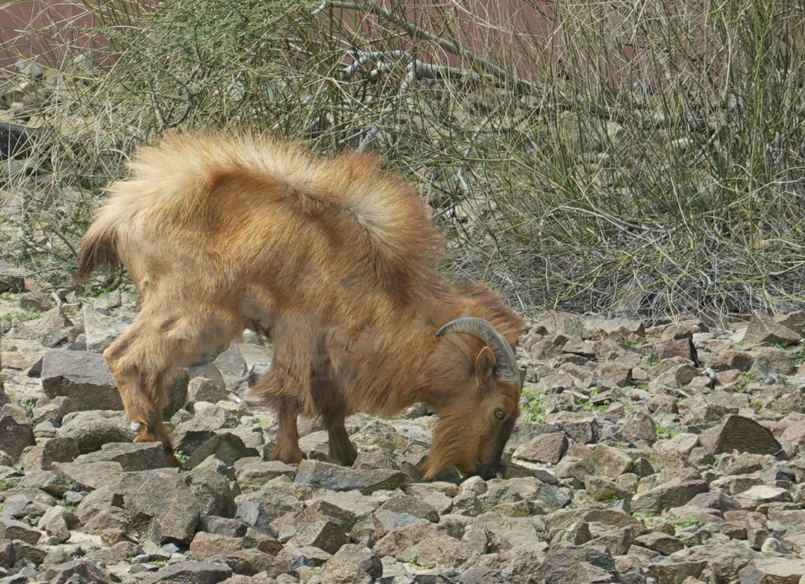 Arabitragus jayakari                                 Arabian tahr,Arabitragus jayakari