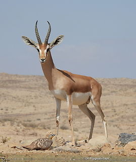 Dorcas gazelle  Dorcas gazelle,Gazella dorcas,Geotagged,Israel,Spring