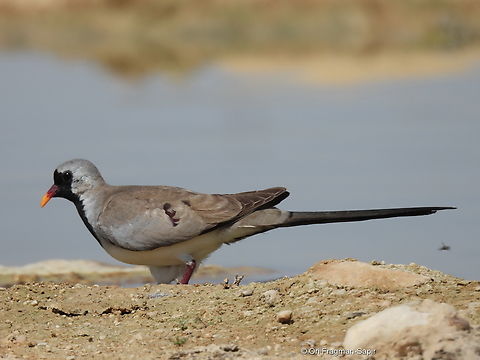 Oena capensis  Geotagged,Israel,Namaqua Dove,Oena capensis,Spring