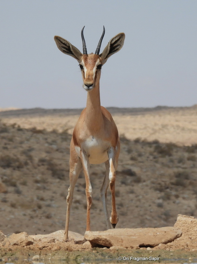 Dorcas gazelle  Dorcas gazelle,Gazella dorcas,Geotagged,Israel,Spring