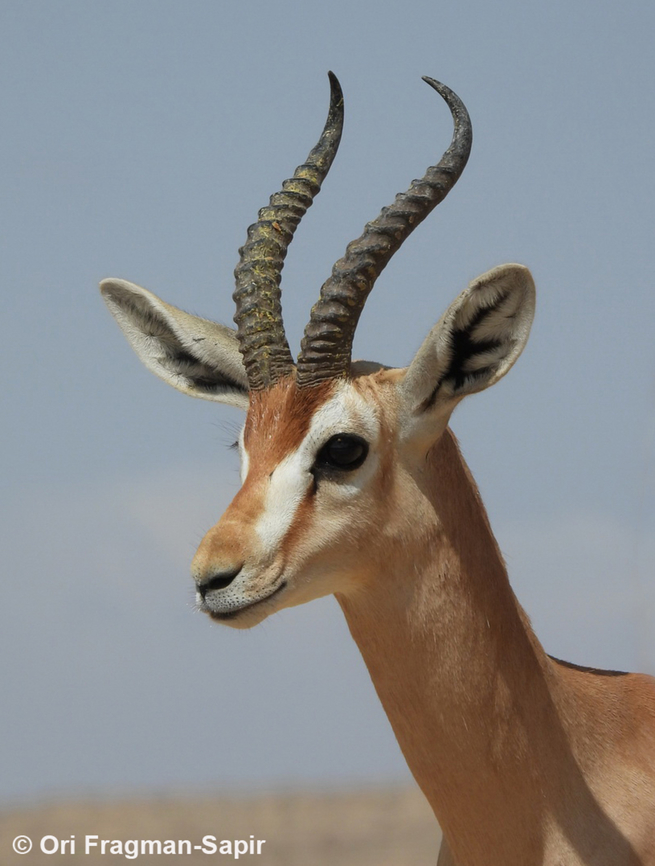 Dorcas gazelle  Dorcas gazelle,Gazella dorcas,Geotagged,Israel,Spring