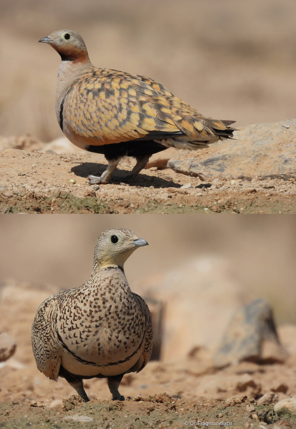 Pterocles orientalis  Black-bellied Sandgrouse,Geotagged,Israel,Pterocles orientalis,Spring