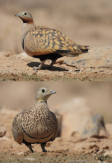 Pterocles orientalis  Black-bellied Sandgrouse,Geotagged,Israel,Pterocles orientalis,Spring