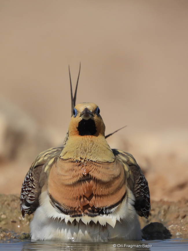 Pterocles alchata  Geotagged,Israel,Pin-tailed sandgrouse,Pterocles alchata,Spring