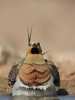 Pterocles alchata  Geotagged,Israel,Pin-tailed sandgrouse,Pterocles alchata,Spring