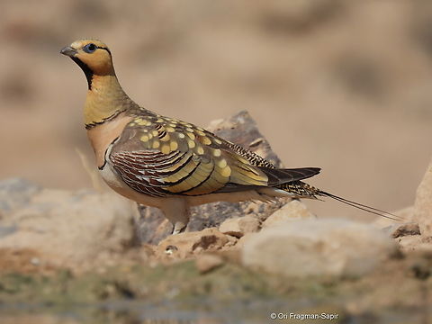 Pterocles alchata  Geotagged,Israel,Pin-tailed sandgrouse,Pterocles alchata,Spring