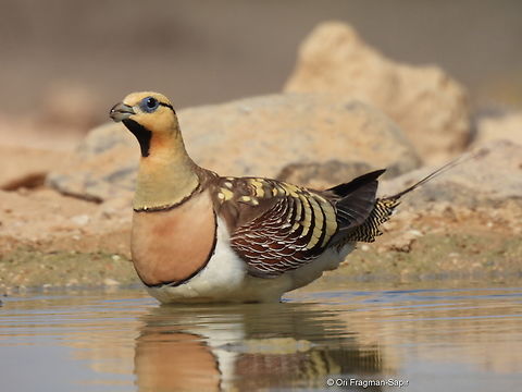 Pterocles alchata  Geotagged,Israel,Pin-tailed sandgrouse,Pterocles alchata,Spring