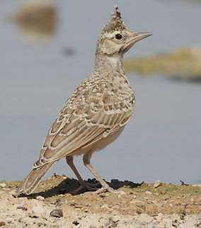 Galerida cristata  Crested Lark,Galerida cristata,Geotagged,Israel,Spring