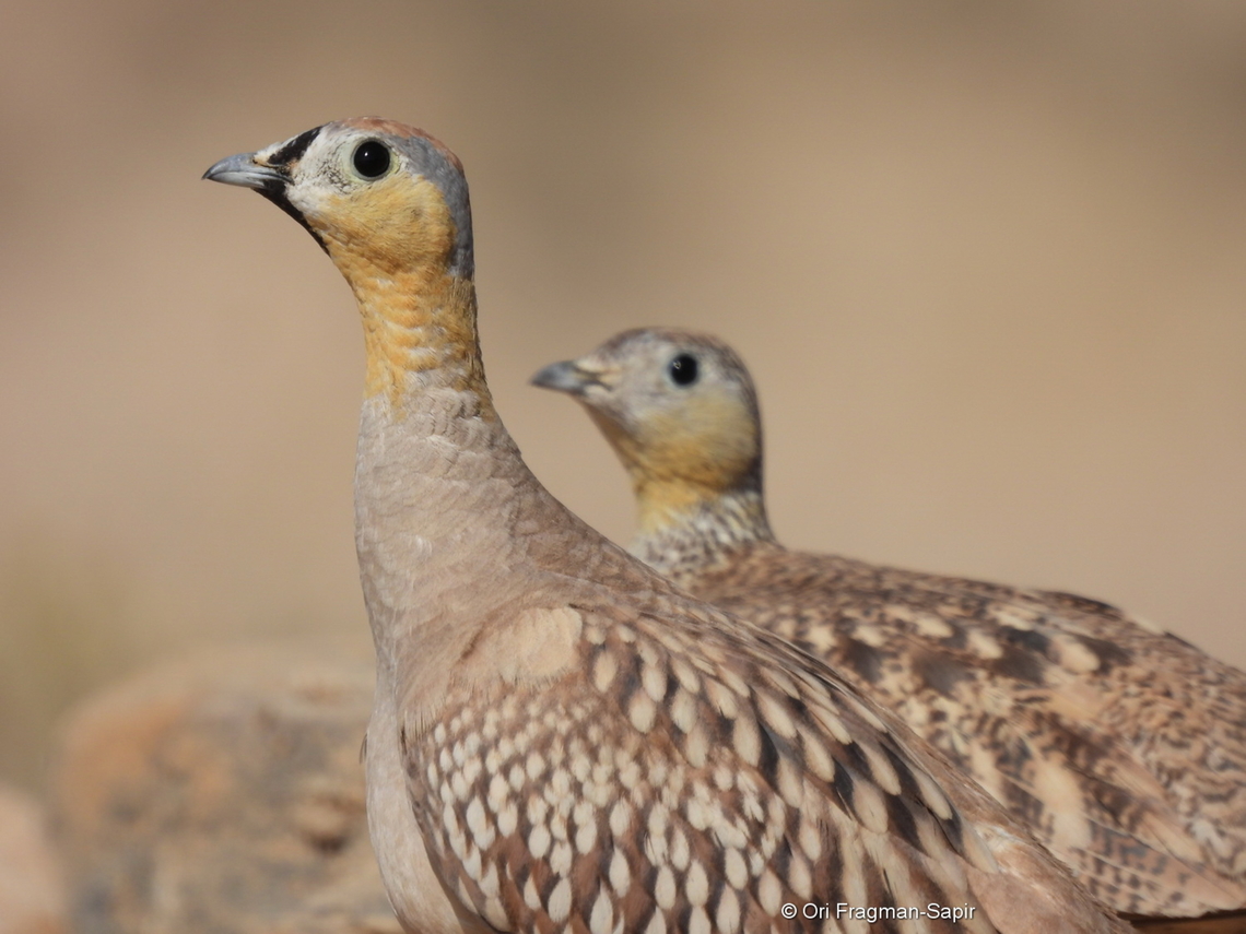 Pterocles coronatus  Crowned sandgrouse,Geotagged,Israel,Pterocles coronatus,Spring