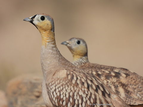 Pterocles coronatus  Crowned sandgrouse,Geotagged,Israel,Pterocles coronatus,Spring