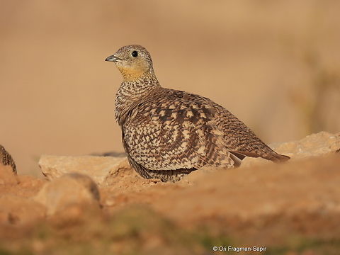Pterocles coronatus  Crowned sandgrouse,Geotagged,Israel,Pterocles coronatus,Spring