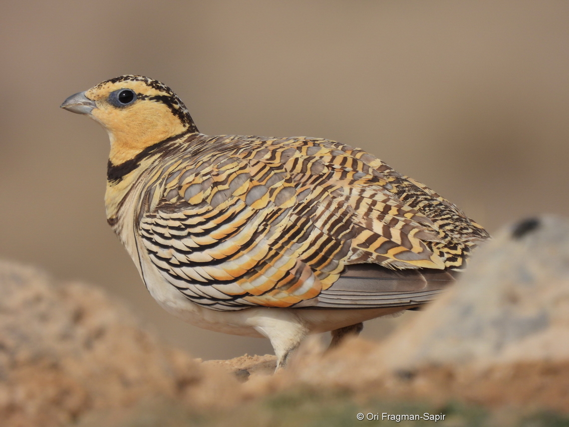 Pterocles alchata  Geotagged,Israel,Pin-tailed sandgrouse,Pterocles alchata,Spring