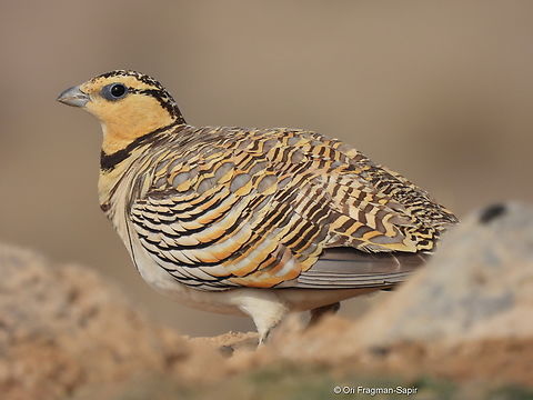 Pterocles alchata  Geotagged,Israel,Pin-tailed sandgrouse,Pterocles alchata,Spring