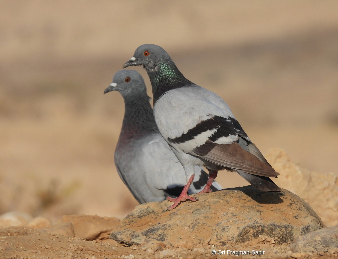 Columba livia  Columba livia,Geotagged,Israel,Rock dove,Spring