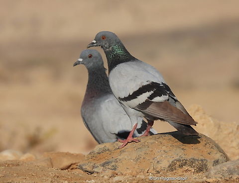 Columba livia  Columba livia,Geotagged,Israel,Rock dove,Spring