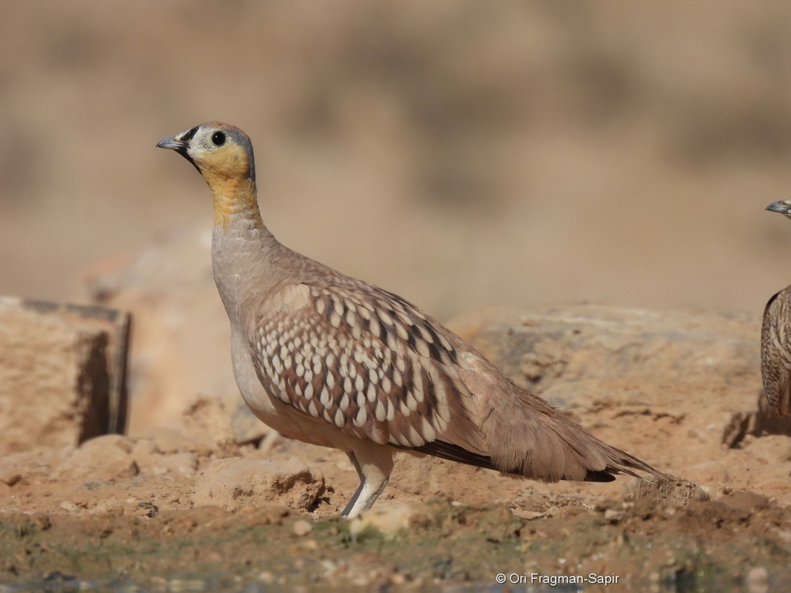 Pterocles coronatus  Crowned sandgrouse,Geotagged,Israel,Pterocles coronatus,Spring