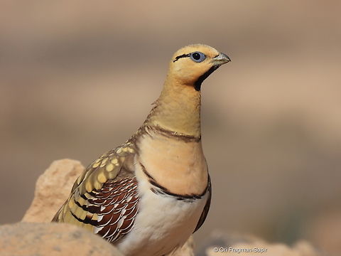 Pterocles alchata  Geotagged,Israel,Pin-tailed sandgrouse,Pterocles alchata,Spring