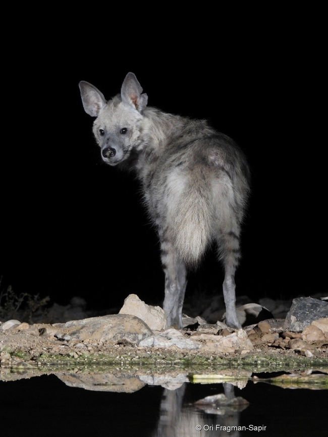 Hyaena hyaena  Geotagged,Hyaena hyaena,Israel,Spring,Striped hyenas
