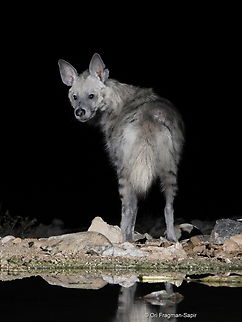 Hyaena hyaena  Geotagged,Hyaena hyaena,Israel,Spring,Striped hyenas