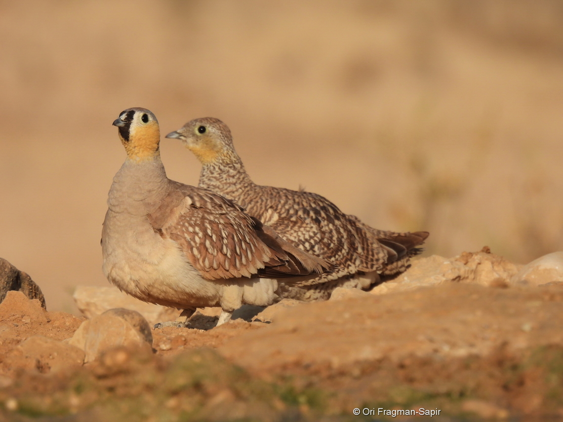Pterocles coronatus  Crowned sandgrouse,Geotagged,Israel,Pterocles coronatus,Spring