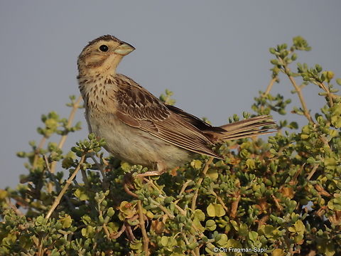 Emberiza calandra  Corn bunting,Emberiza calandra,Geotagged,Israel,Spring