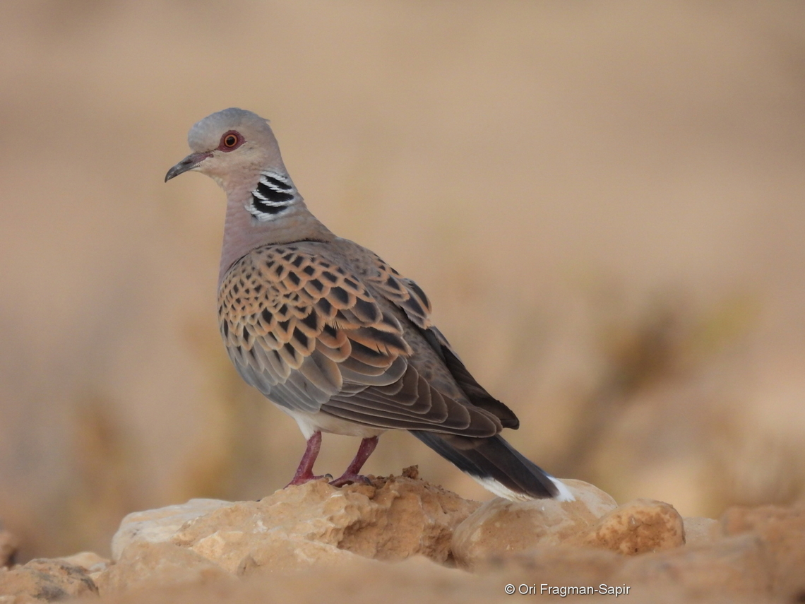 Streptopelia turtur  European Turtle Dove,Geotagged,Israel,Spring,Streptopelia turtur