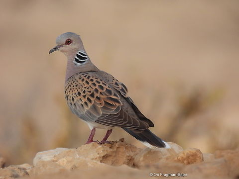 Streptopelia turtur  European Turtle Dove,Geotagged,Israel,Spring,Streptopelia turtur