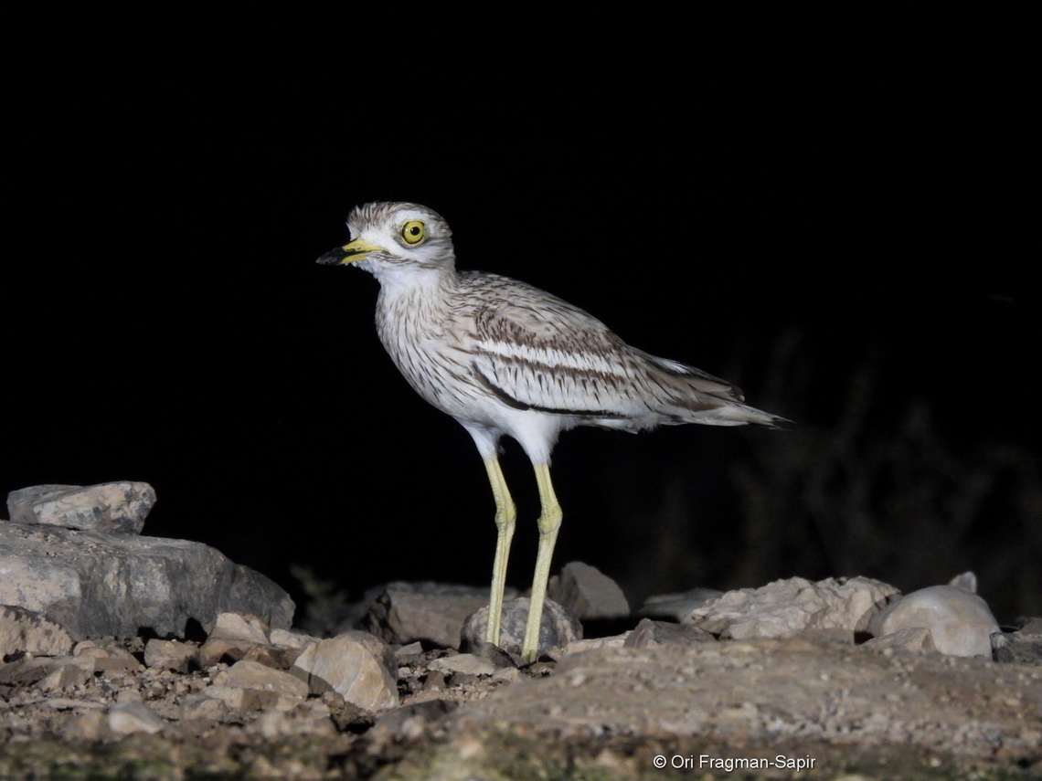 Eurasian stone-curlew  Burhinus oedicnemus,Eurasian stone-curlew,Geotagged,Israel,Spring