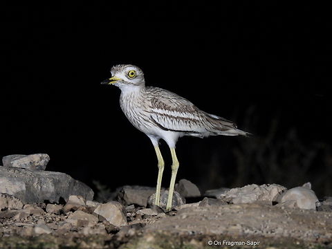 Eurasian stone-curlew  Burhinus oedicnemus,Eurasian stone-curlew,Geotagged,Israel,Spring