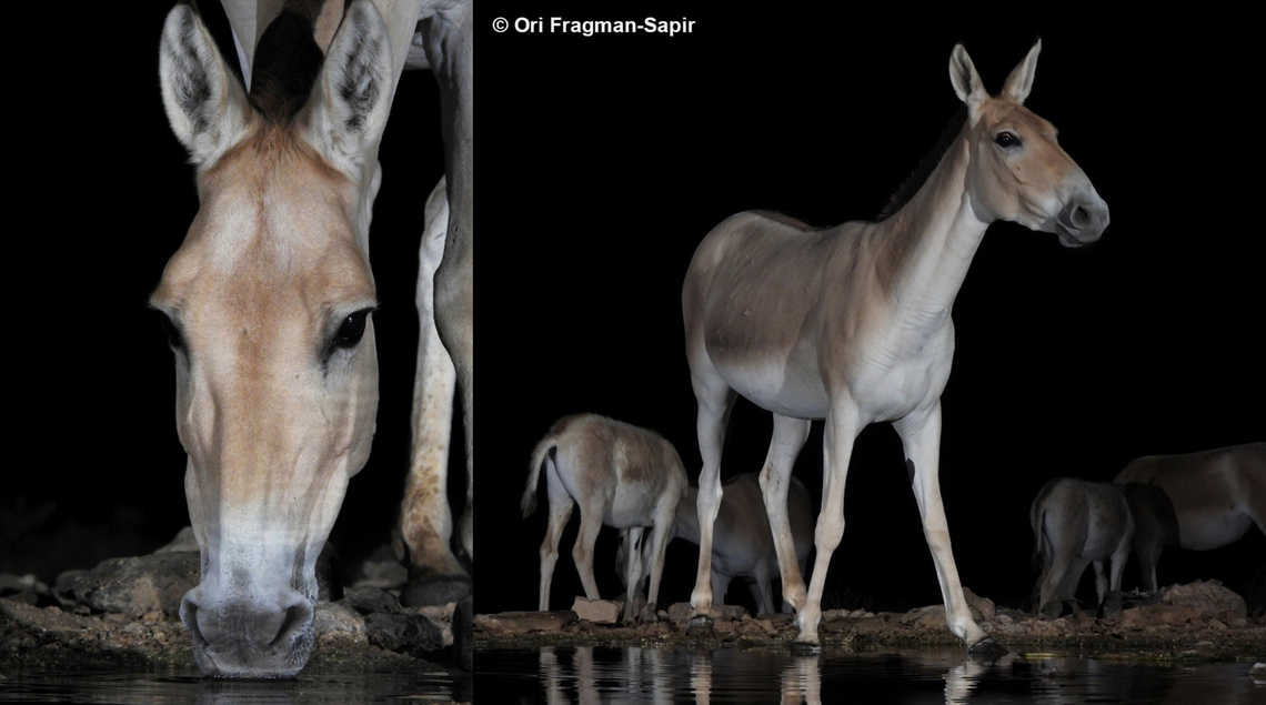 Equus hemionus            Equus hemionus,Geotagged,Israel,Onager,Spring