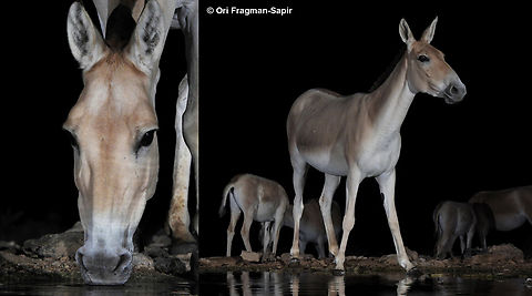 Equus hemionus            Equus hemionus,Geotagged,Israel,Onager,Spring