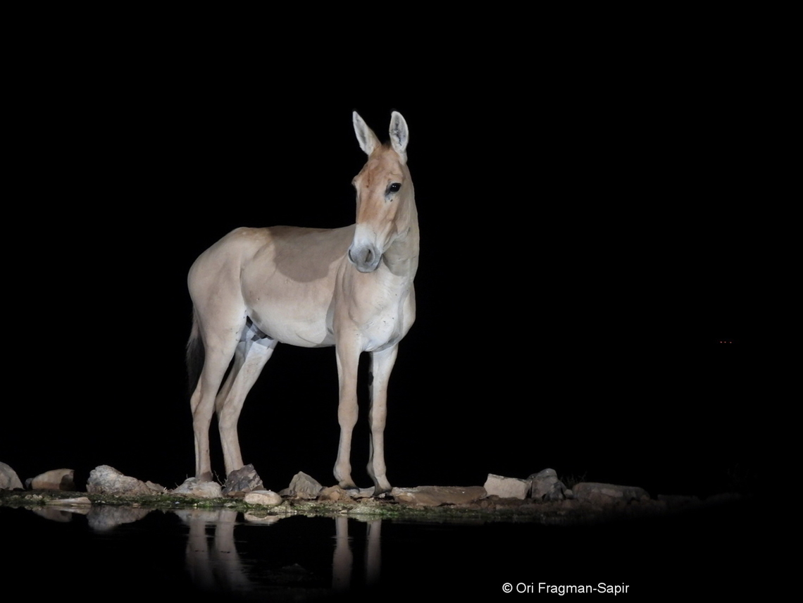Equus hemionus  Equus hemionus,Geotagged,Israel,Onager,Spring