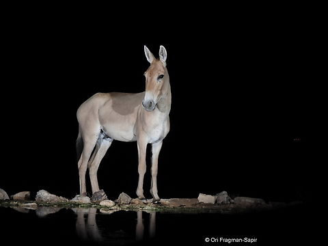 Equus hemionus  Equus hemionus,Geotagged,Israel,Onager,Spring