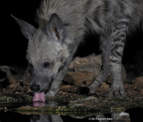 Hyaena hyaena  Geotagged,Hyaena hyaena,Israel,Spring,Striped hyenas